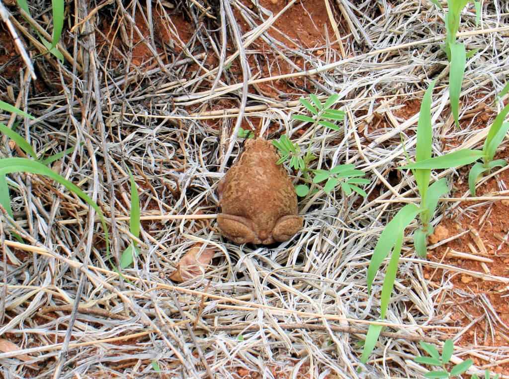 Main's Frog (Cyclorana maini) at Uluru