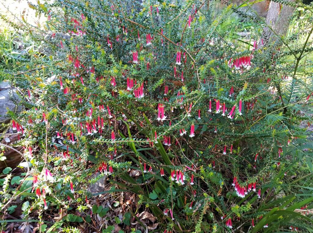 Fuchsia Heath (Epacris longiflora), Stony Range Regional Botanic Garden, Dee Why NSW