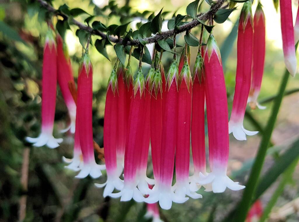 Fuchsia Heath (Epacris longiflora), Stony Range Regional Botanic Garden, Dee Why NSW