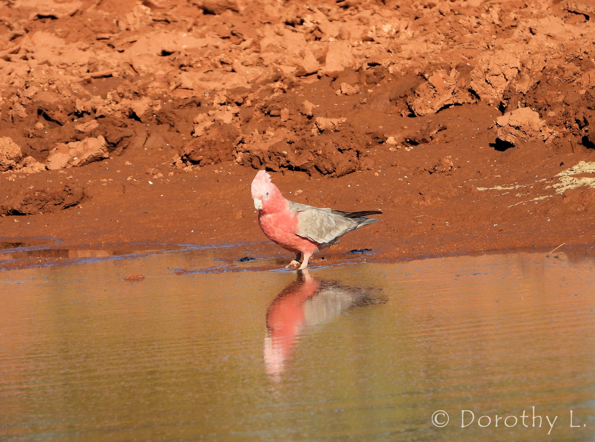 Galah (Eolophus roseicapilla), Santa Teresa, NT