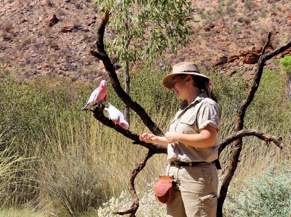 Galah (Eolophus roseicapilla), Alice Springs Desert Park