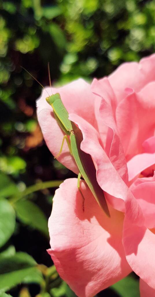 Garden Mantis (Orthodera ministralis)
