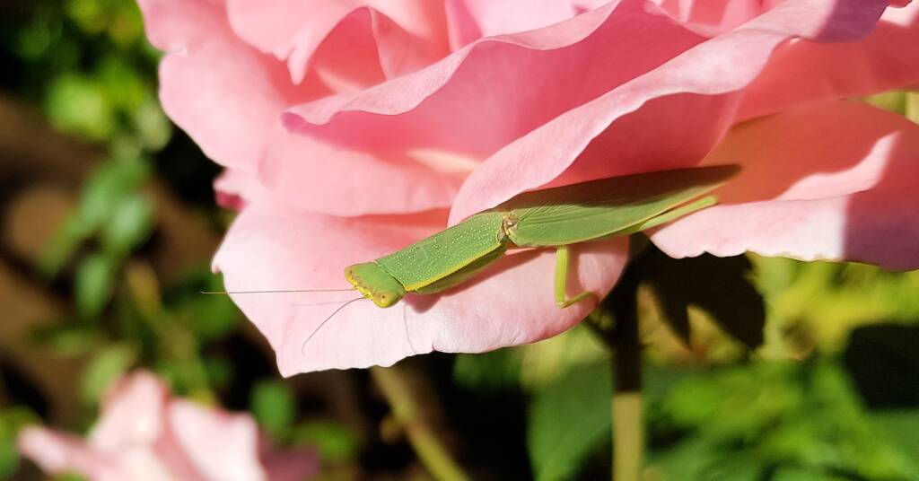 Garden Mantis (Orthodera ministralis)
