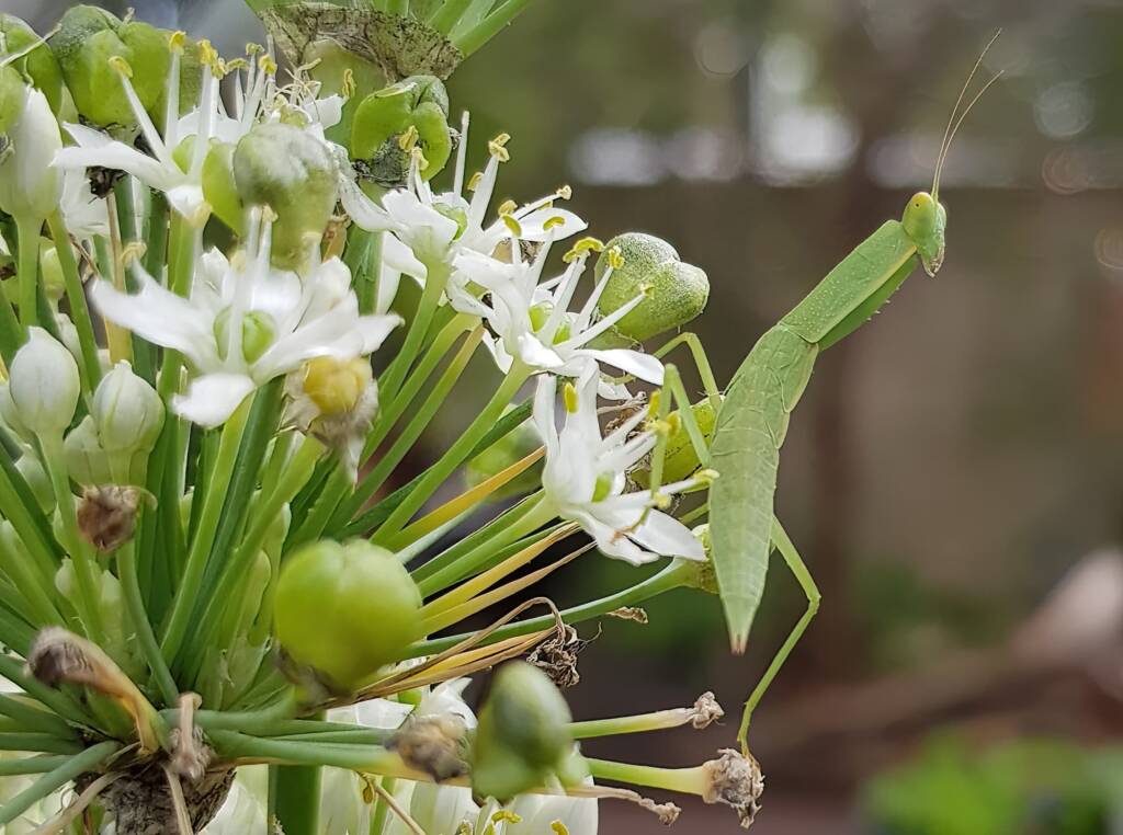 Garden Mantis (Orthodera ministralis), Alice Springs NT