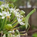 Garden Mantis (Orthodera ministralis), Alice Springs NT
