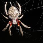 Garden Orb Weaving Spider (Eriphora biapicata), near Goulburn, NSW