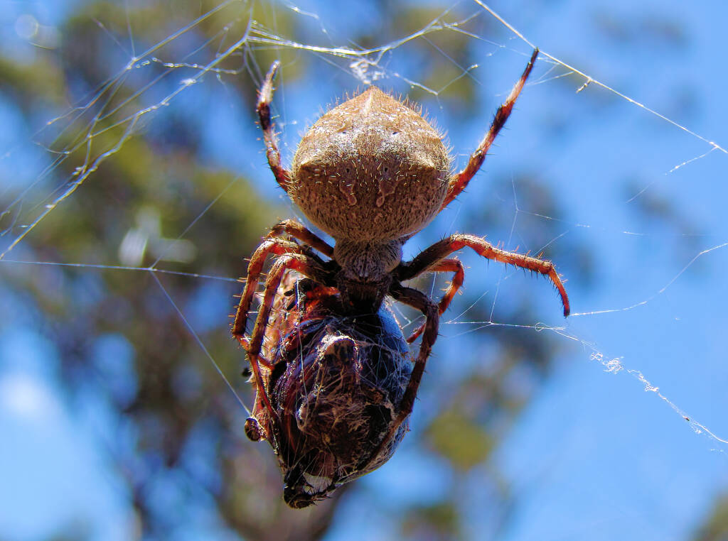 Garden Orb Weaving Spider (Eriphora transmarine), near Goulburn, NSW