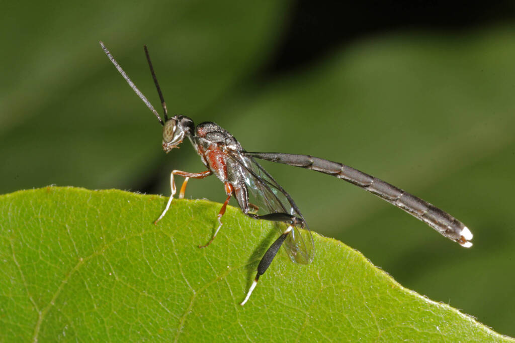 Gasteruptiid Wasp (family Gasteruptiidae), Glen Aplin QLD © Marc Newman