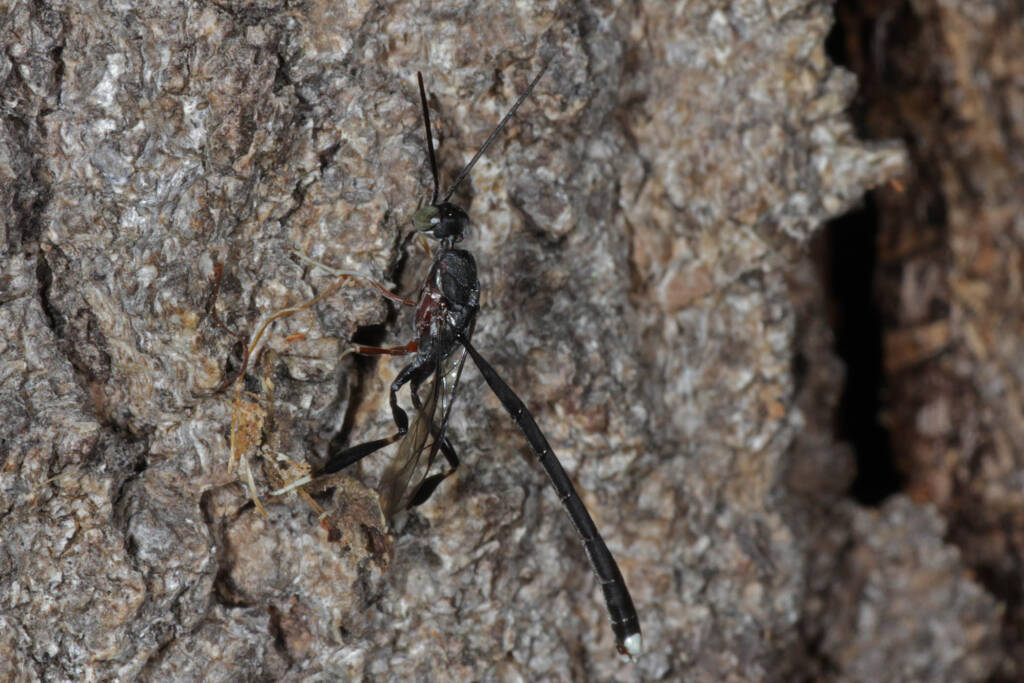 Gasteruptiid Wasp (family Gasteruptiidae), Ballandean QLD © Marc Newman