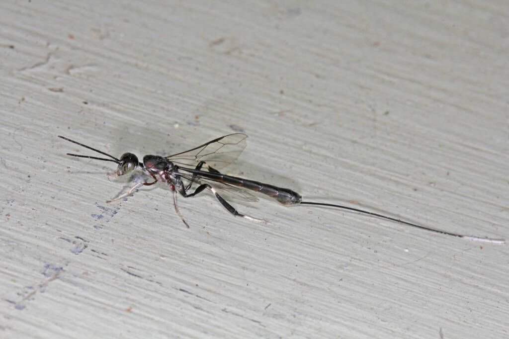 Gasteruptiid Wasp (family Gasteruptiidae), Ballandean QLD © Marc Newman