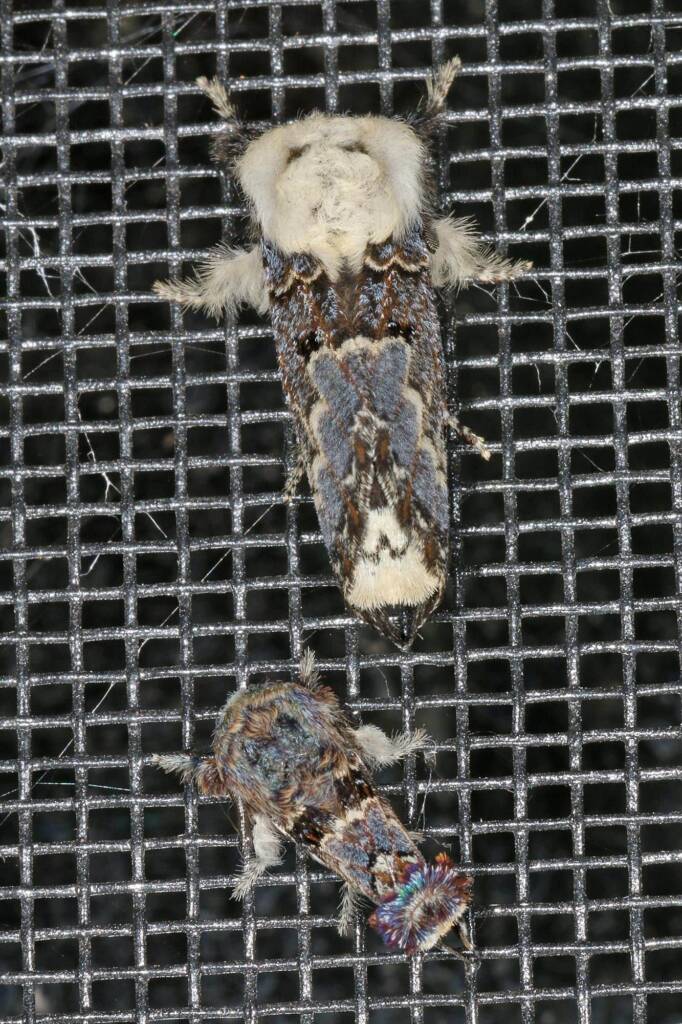 Genduara punctigera (Crexa Moth), Ballandean QLD © Marc Newman