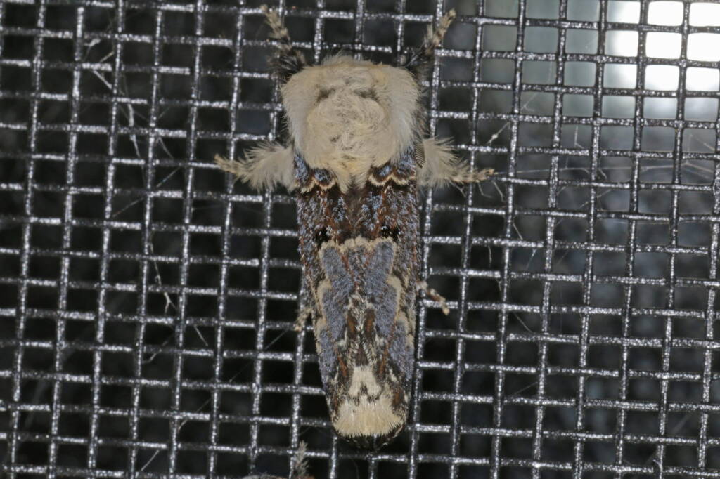 Genduara punctigera (Crexa Moth), Ballandean QLD © Marc Newman