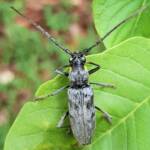 Longhorn Beetles (genus Pachydissus), Alice Springs NT
