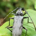 Longhorn Beetles (genus Pachydissus), Alice Springs NT