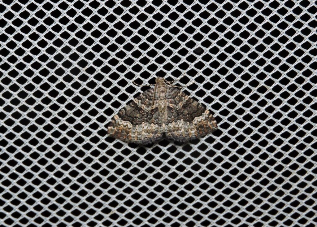 Geometrid moth (family Geometridae), Yalgorup S F WA © Paul Kay