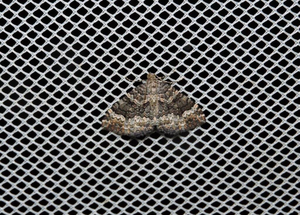 Geometrid Moth (family Geometridae), Yalgorup S F / Yalgorup National Park WA © Paul Kay