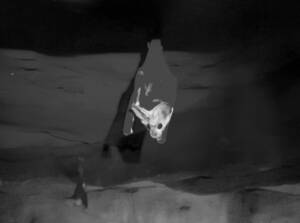 Ghost Bat (Macroderma gigas)