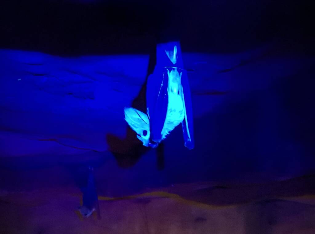 Ghost Bat (Macroderma gigas), Alice Springs Desert Park
