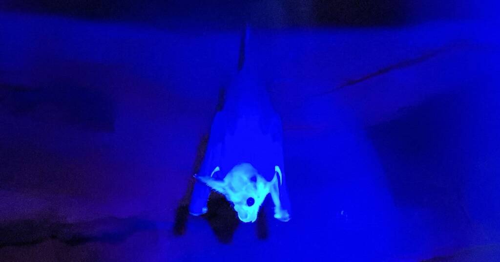 Ghost Bat (Macroderma gigas), Alice Springs Desert Park