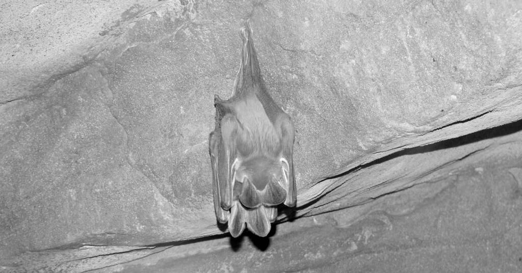 Ghost Bats (Macroderma gigas)
