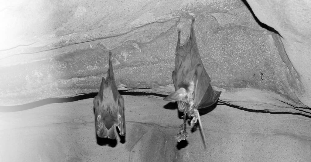 Ghost Bats (Macroderma gigas)