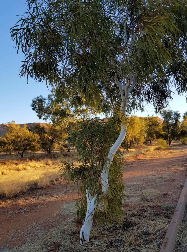 Young Ghost Gum (Corymbia aparrerinja), Alice Springs NT