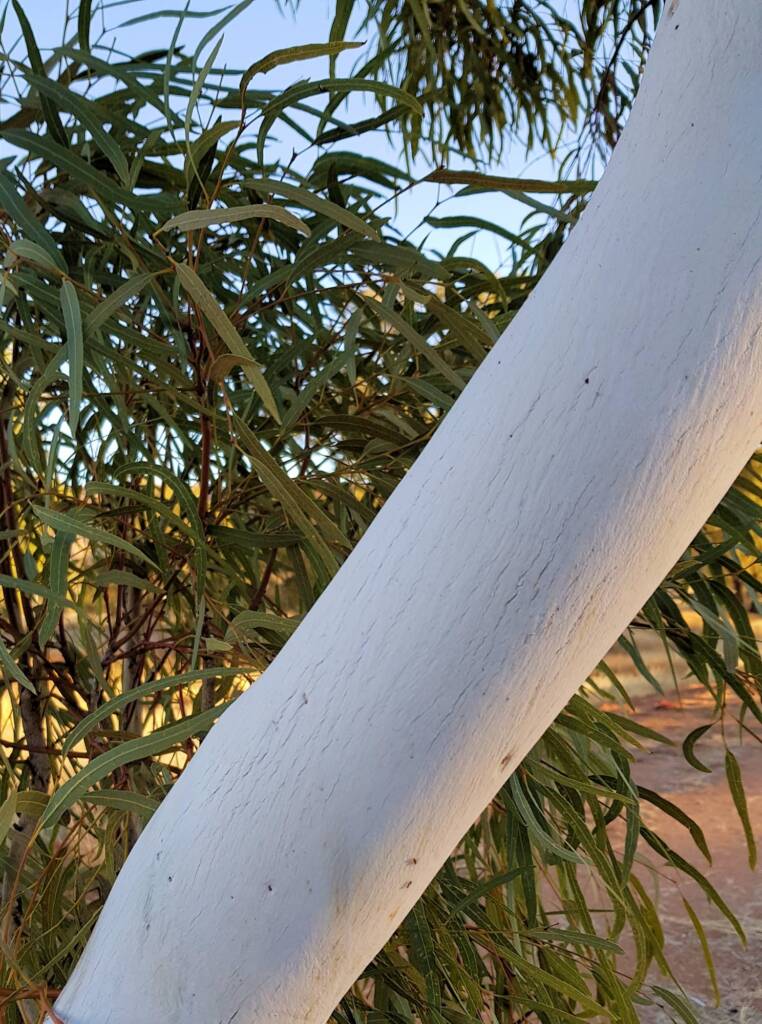 Smooth white bark of a young Ghost Gum (Corymbia aparrerinja), Alice Springs NT