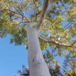 Ghost Gum (Corymbia aparrerinja), Alice Springs NT