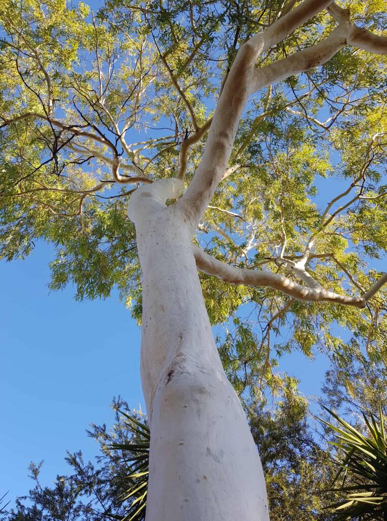 Ghost Gum (Corymbia aparrerinja), Alice Springs NT