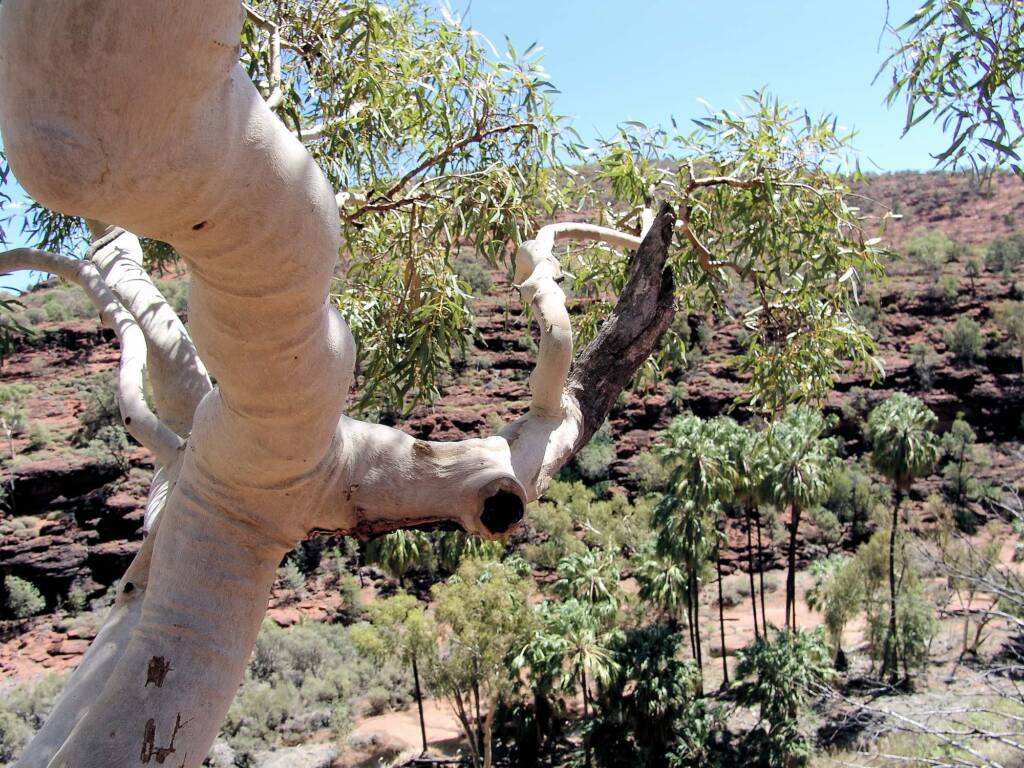 Ghost Gum and Red Cabbage Palms, Finke Gorge National Park, 2007
