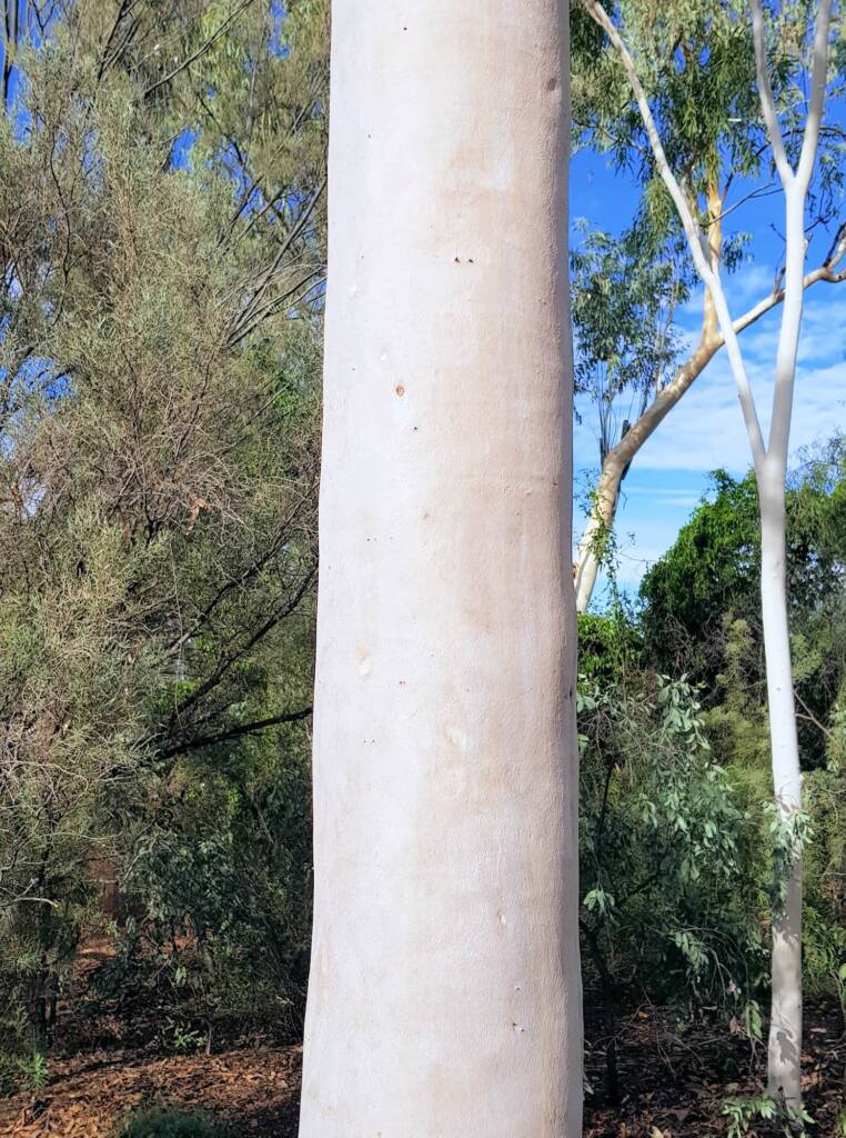 Ghost gum / Ilwempe (Corymbia aparrerinja), Olive Pink Botanic Garden