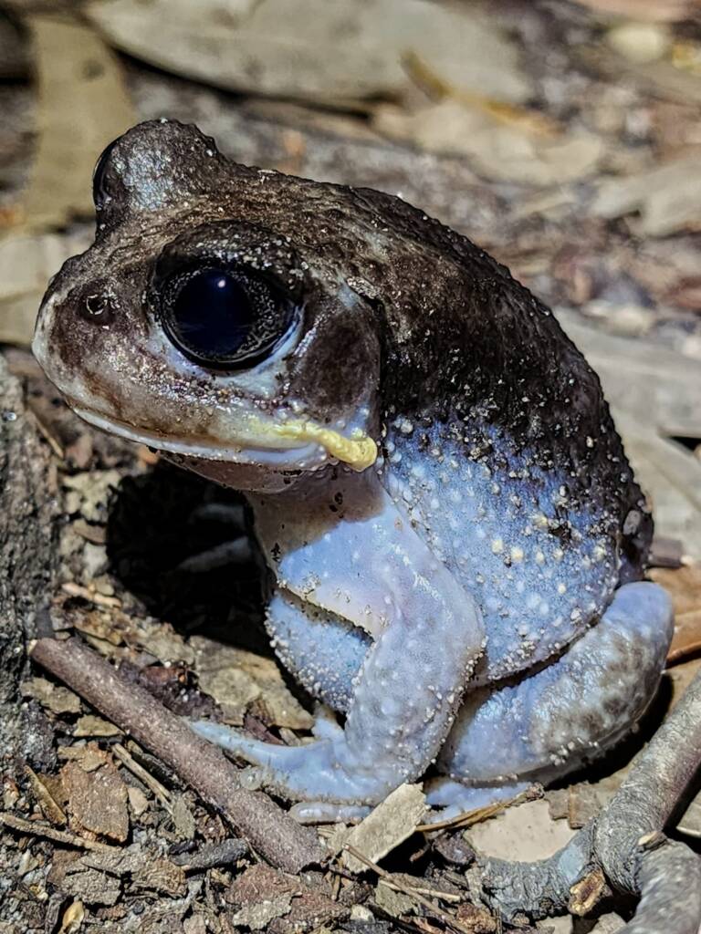 Giant Burrowing Frog (Heleioporus australiacus), Patonga NSW © Michael Doe