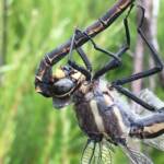 Giant Dragonfly (Petalura gigantea), Blue Mountains NP @ Tamara Brooks Venables
