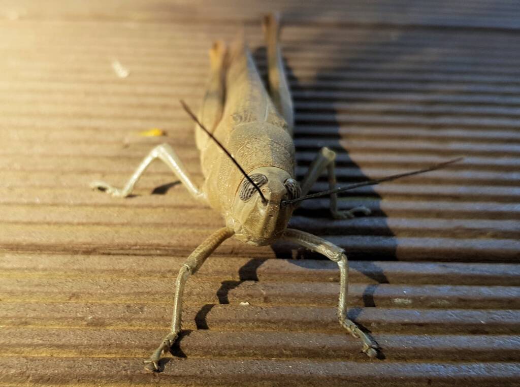 Giant Grasshopper (Valanga irregularis), Alice Springs NT