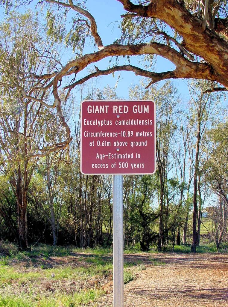 Giant Red Gum (Eucalyptus camaldulensis), Orroroo, SA