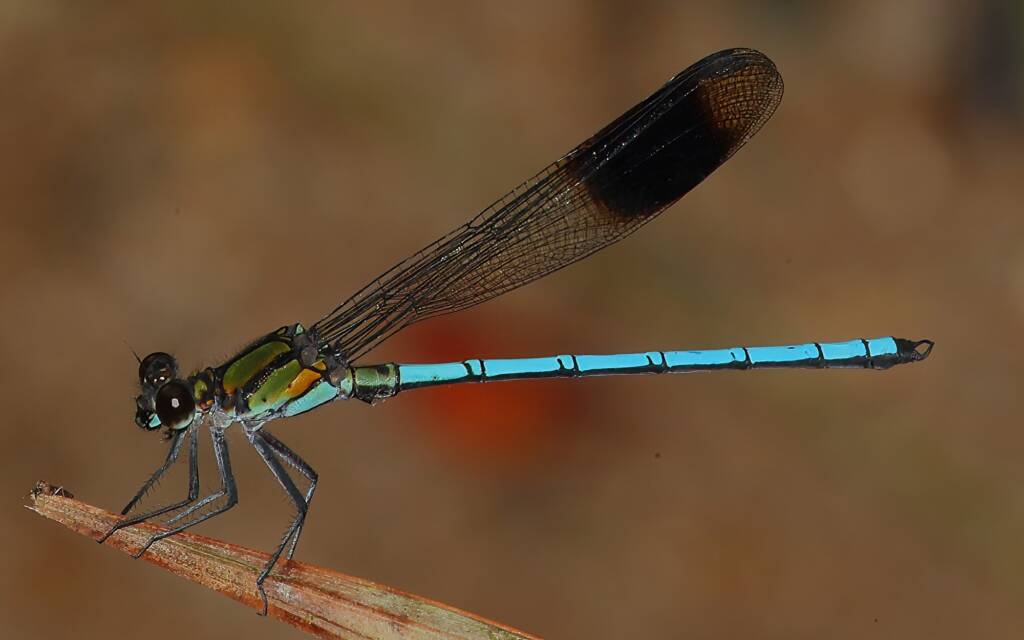 Giant Rockmaster Damselfly male, Mount Lewis QLD © Jeff Melvaine