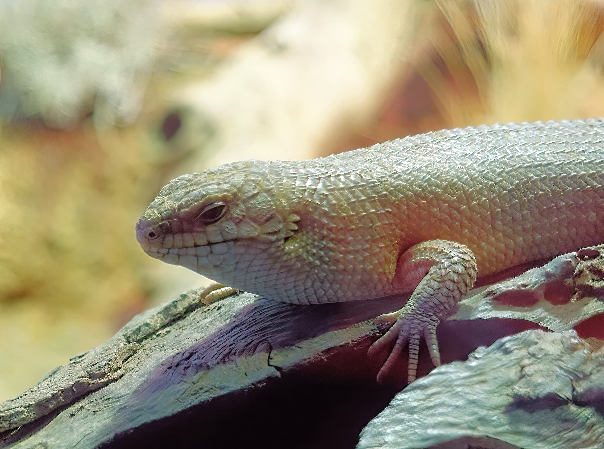 Gidgee Skink (Egernia stokesii), Alice Springs Desert Park