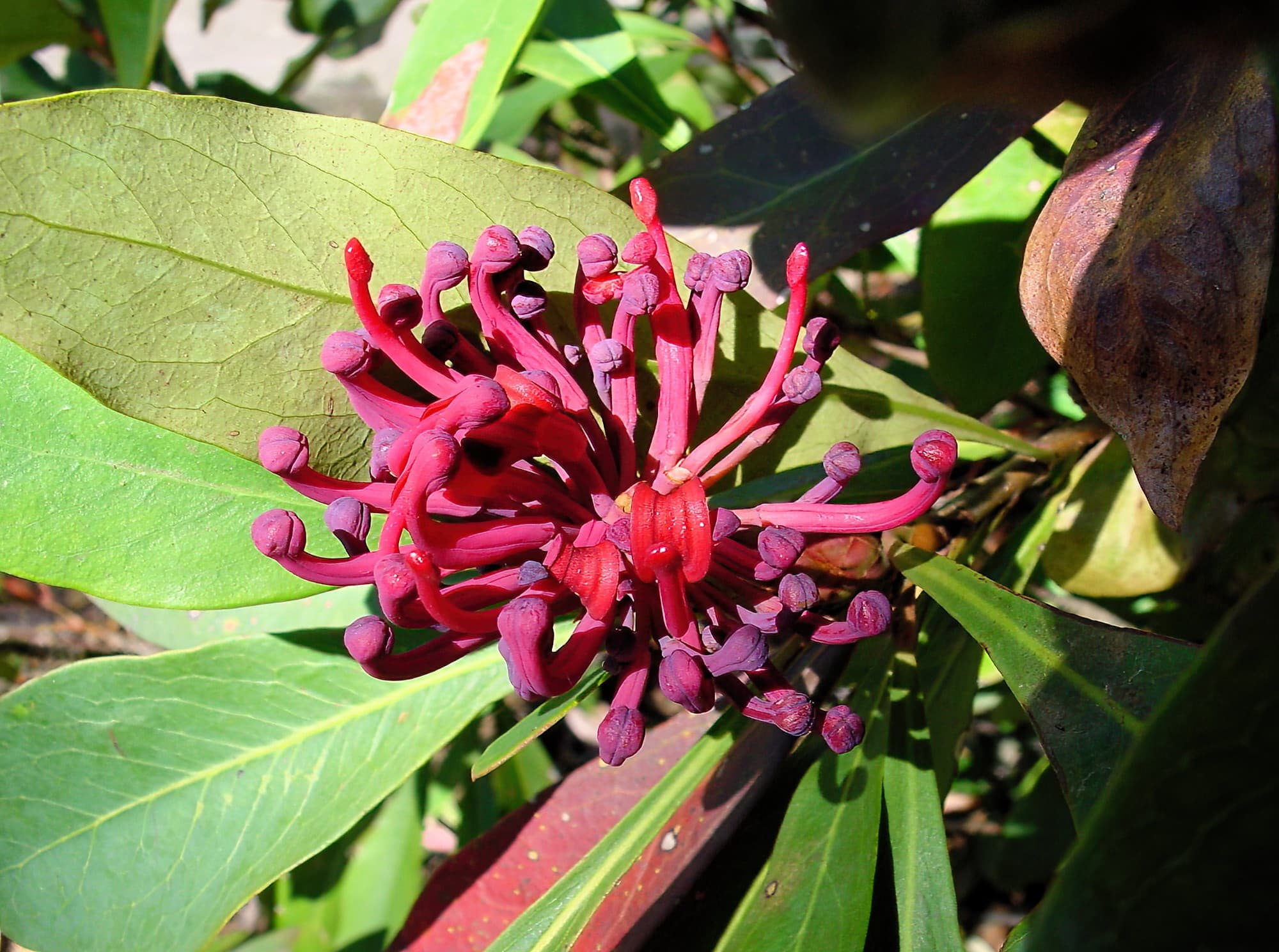 Gippsland Waratah (Telopea oreades), Blue Mountains Botanic Garden, NSW