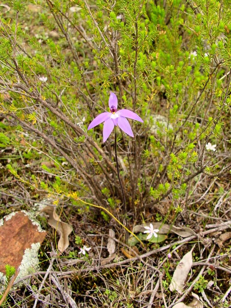 Wax-lip Orchid (Glossodia major), Warrumbungle National Park, NSW.