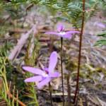 Wax-lip Orchid (Glossodia major), Lime Bay Nature Reserve, Tasman Peninsula, TAS