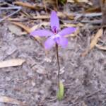 Wax-lip Orchid (Glossodia major), Lime Bay Nature Reserve, Tasman Peninsula, TAS