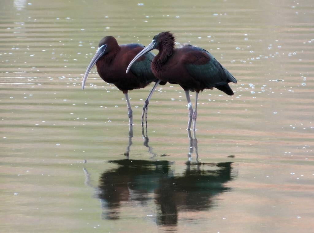 Glossy Ibis (Plegadis falcinellus), Alice Springs Sewage Ponds © Dorothy Latimer