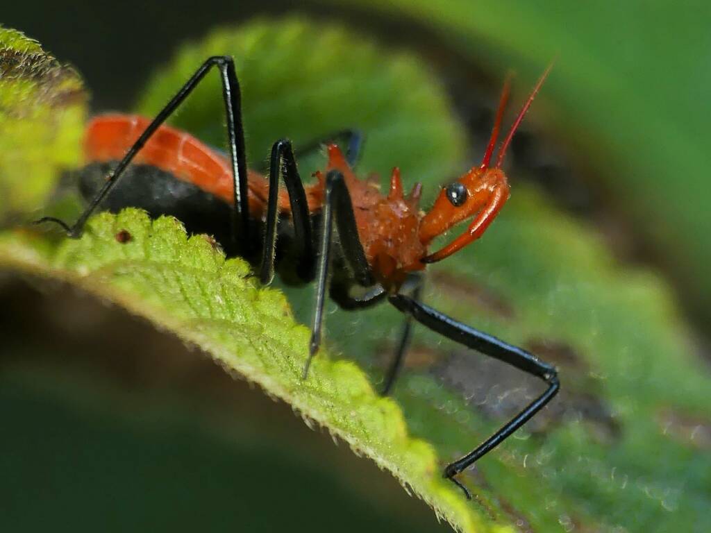 Orange Assassin Bug (Gminatus australis), Gold Coast QLD © Stefan Jones