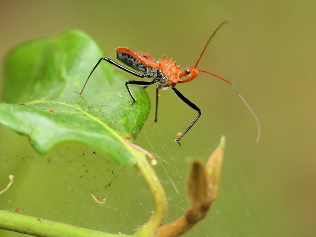 Orange Assassin Bug (Gminatus australis), Gold Coast QLD © Stefan Jones