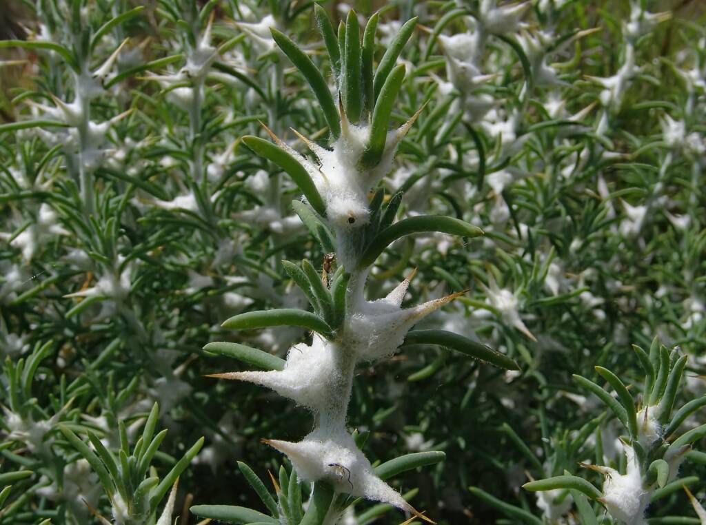 Goatshead Burr (Sclerolaena bicornis), Ilparpa Claypans, Alice Springs NT