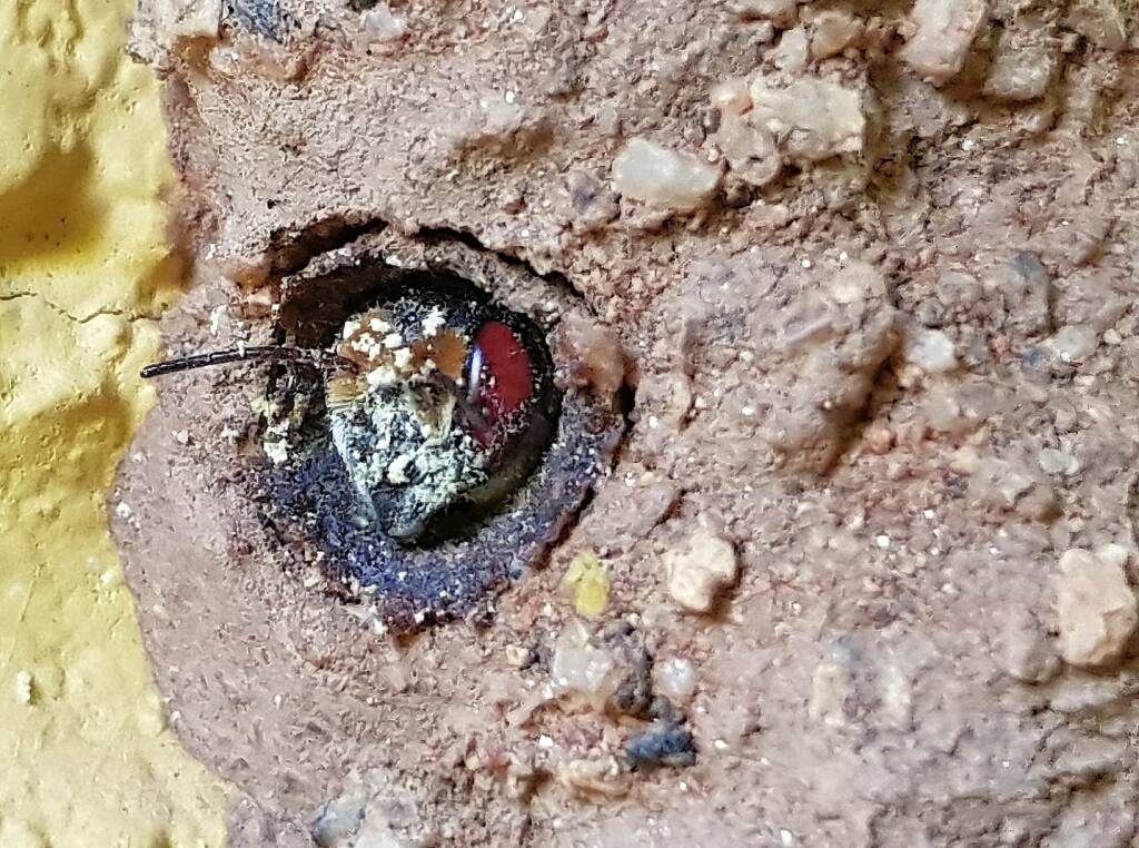 New Golden-browed Resin Bee (Megachile aurifrons) emerging from the nest, Alice Springs, NT