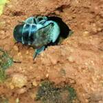 Nesting behaviour of the Golden-browed Resin Bee (Megachile aurifrons), Alice Springs, NT