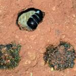 Nesting behaviour of the Golden-browed Resin Bee (Megachile aurifrons), Alice Springs, NT