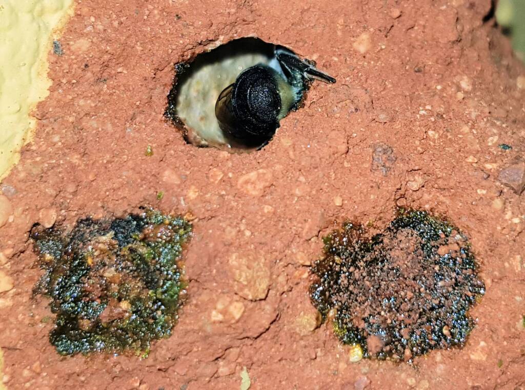Nesting behaviour of the Golden-browed Resin Bee (Megachile aurifrons), Alice Springs, NT
