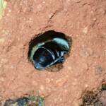 Nesting behaviour of the Golden-browed Resin Bee (Megachile aurifrons), Alice Springs, NT